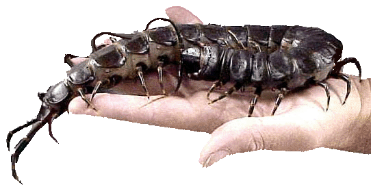 crb-randall-scolopendra-subspinipes-5