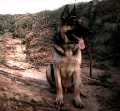 Blackie (129x), was put down after six years of faithful heroic service from Da Nang early 1965 to Tan Son Nhut, late 1970
