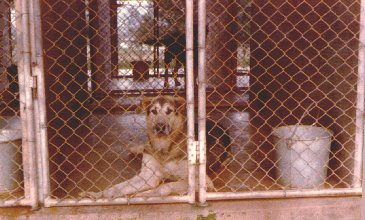 PhuCat K-9 Kennels
