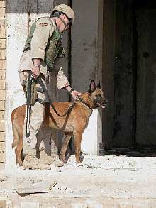 Military Working Dog in Iraq