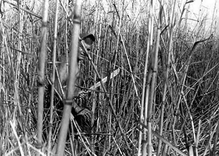 24) Hutch choppin' bamboo and brush. We were ordered several times to burn bamboo around the perimeter to keep Charlie from sneaking up to the base.