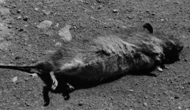Bình Thủy ; Confirmed Rat Kill