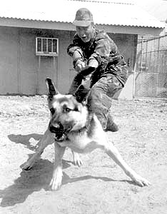 USAF K-9 War Dog Kobuc