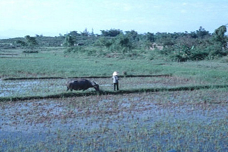 15. Đông Hà Air Field: Farmer, waterbuffalo, rice paddy.