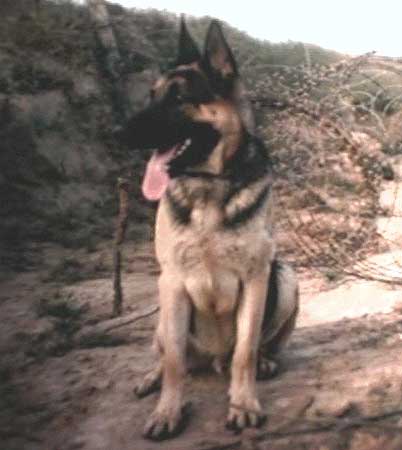 Blackie (129x), was put down after six years of faithful heroic service from Đà Nẵng early 1965 to Tan Son Nhut, late 1970