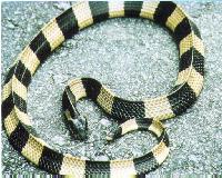 Đà Nẵng, Krait Snake