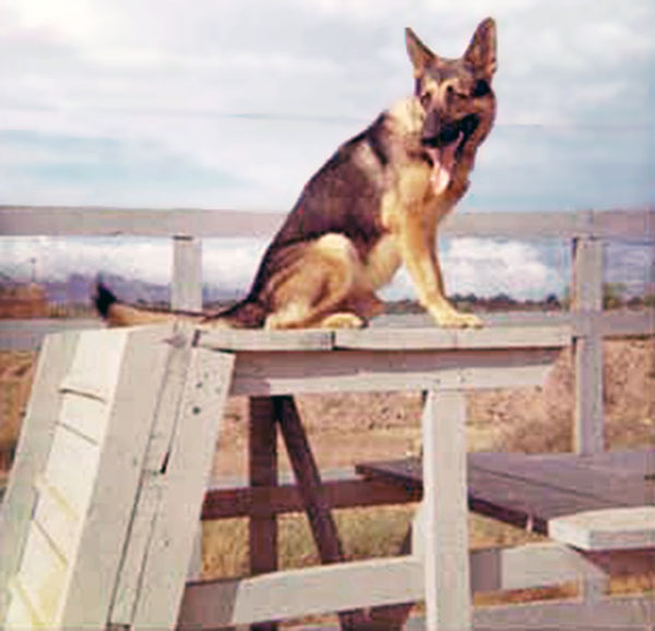 7. Đà Nẵng AB, 366th SPS, K-9: Shep going through the obstacles in the Growl Pad Training and Exercise yard. Photo by: Lee Miller, Nov 1966.