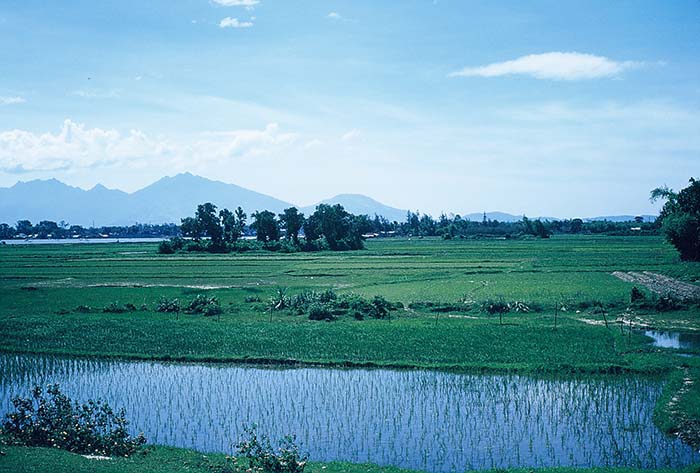 11. China Beach, Đà Nẵng: Rice Paddies.