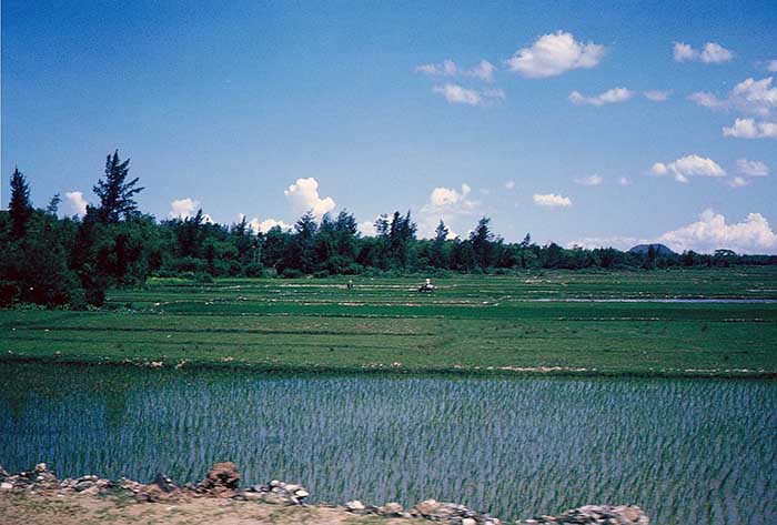 12. China Beach, Đà Nẵng: Rice Paddies.