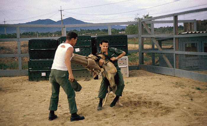 20. Đà Nẵng, K-9 Growl Pad: Don Poss choking Blackie to release his bite. 1965-1966.