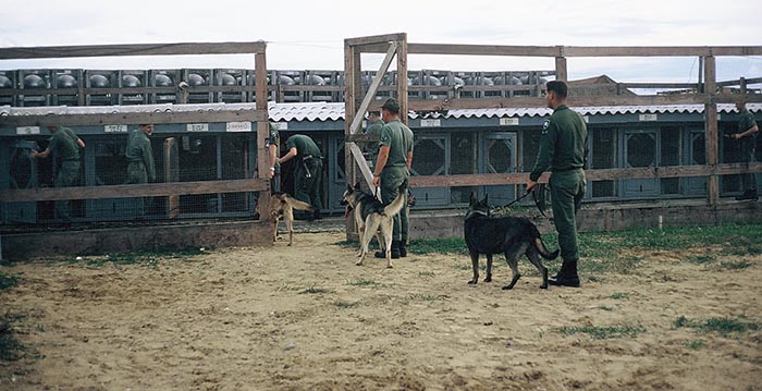 28. Đà Nẵng, K-9 Growl Pad: Training is over and handlers putting dogs away for chow. 1965-1966.