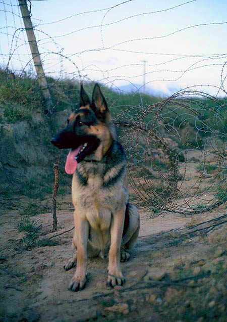 44. Đà Nẵng AB, K-9 Growl Pad: Blackie mugs for the camera. A genuine champion pedigree. 1965.