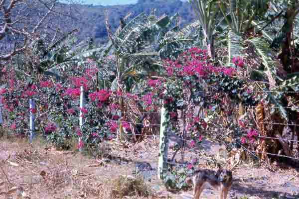 Dai Tan, village stray dog scronging for food. MSgt Summerfield: 16