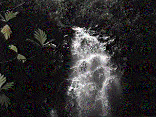 Animated Rainforest Falls, by Don Poss