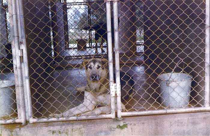 7. K-9 Kennels: K-9 Flop.