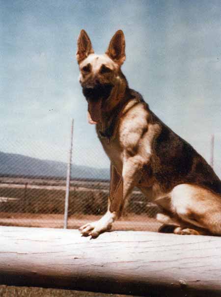 34. Phu Cat Air Base: Smoke settin' pretty for Doug Davis. Photo by: Doug D. Davis, 1968.