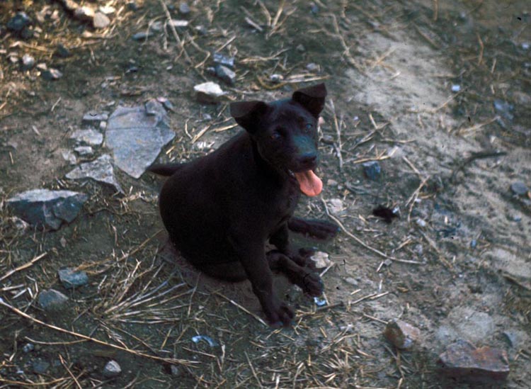 14. Phan Rang Air Base: Mascote mongrel dog found on Nui Dat Hill. We fed him C-Rats for a while... and then he ran off.