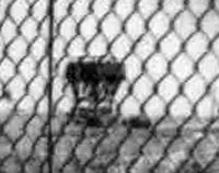 5. Tan My, Loran Station: Tower as seen through main gate fence. Photo by: Mike Thomas, 1972.