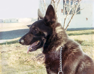 K-9 Kemo, Older brother of Nemo. Fairchild AFB, 1967. Photo copyright by: Bill Trimble.