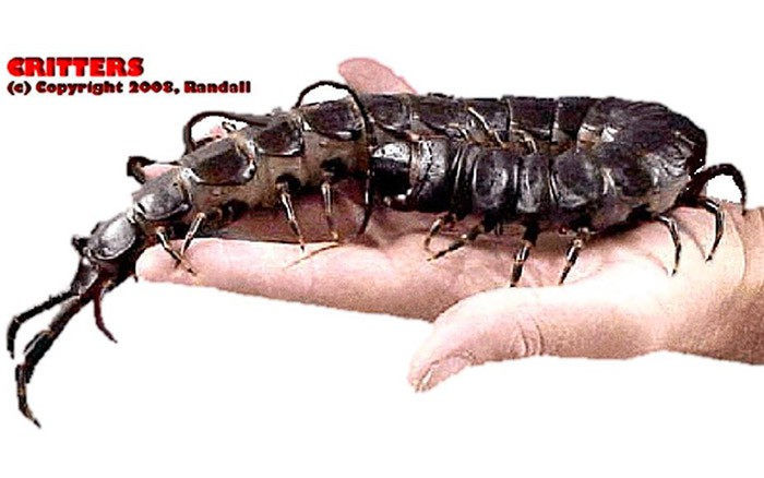 week-2008-11-13-crb-randall-scolopendra-subspinipes-1-don-poss-sm